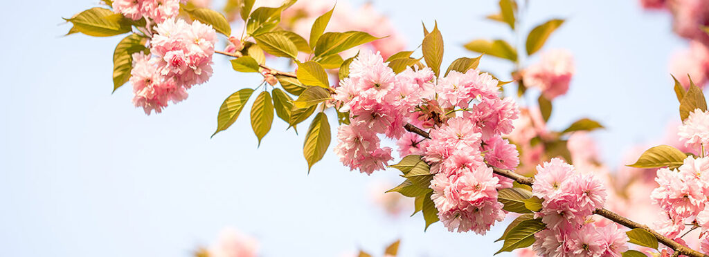 🌷🌺 8 Martie – Clipe de răsfăț pentru mama ta 👩‍👧‍👦